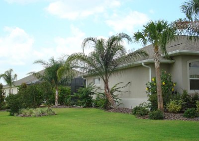 Sabal Palm and Curved Queen Palm